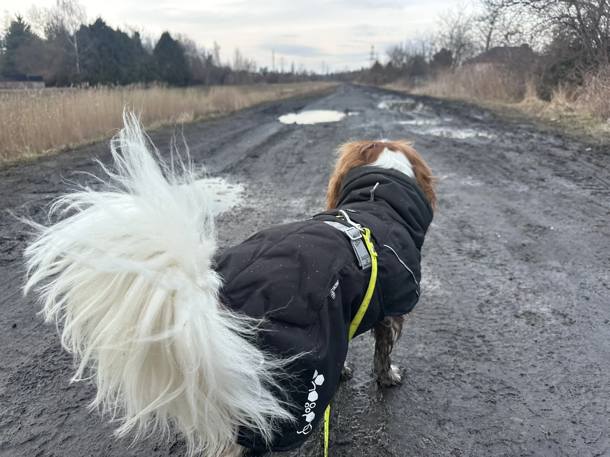Roki w kurtce na spacerze — ogon w akcji
