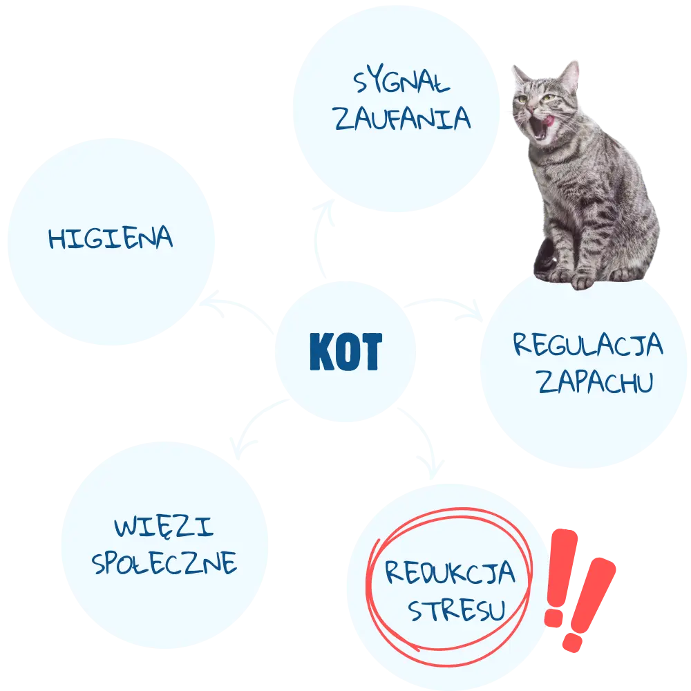 Kot liżący Lizomiskę