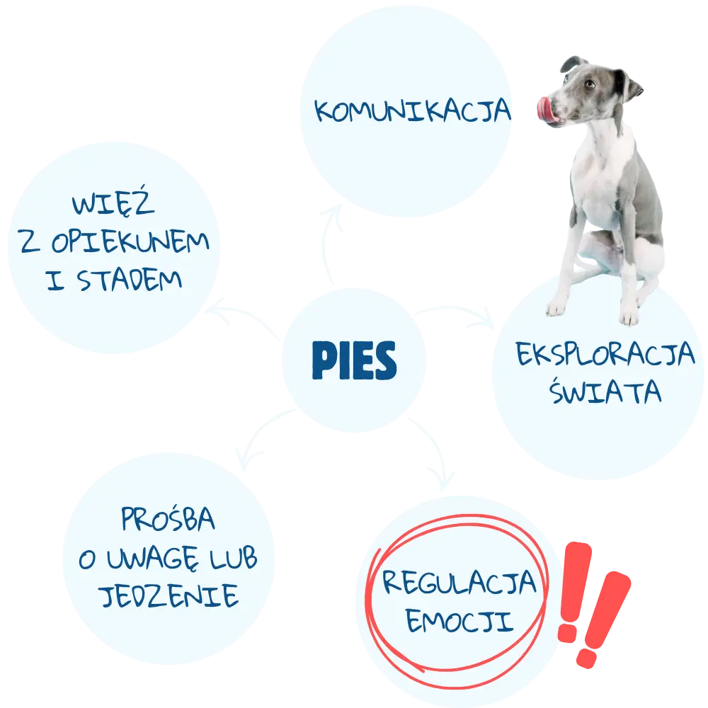 Pies liżący Lizomiskę